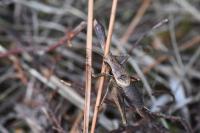 Pholidoptera griseoaptera