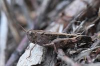 Aiolopus strepens