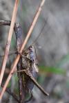 Pholidoptera griseoaptera