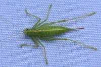 Meconema meridionale