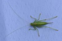Meconema meridionale