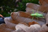 Meconema meridionale