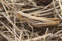 Euchorthippus elegantulus