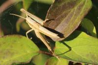 Chrysochraon dispar