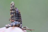 Calliptamus italicus