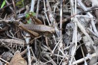 Pholidoptera griseoaptera
