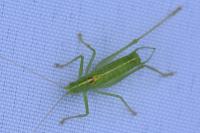 Meconema meridionale