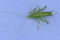 Meconema meridionale