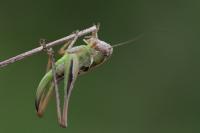 Platycleis albopunctata