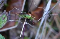 Leptophyes punctatissima