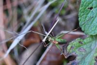Leptophyes punctatissima