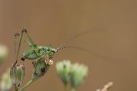 Phaneroptera