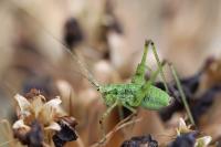 Phaneroptera