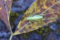 Meconema meridionale