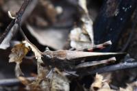 Aiolopus strepens