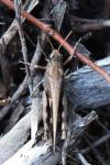 Aiolopus strepens