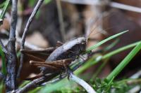 Pholidoptera griseoaptera