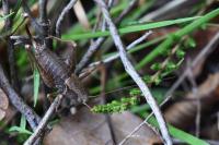 Pholidoptera griseoaptera