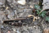 Aiolopus strepens