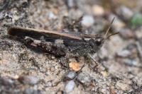 Aiolopus strepens