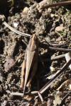 Aiolopus strepens