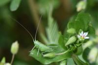 Tettigonia viridissima