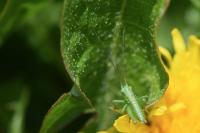 Grande Sauterelle verte