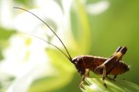 Pholidoptera griseoaptera