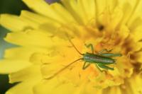 Tettigonia viridissima