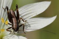 Pholidoptera griseoaptera