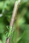 Tettigonia viridissima