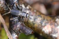 Nemobius sylvestris