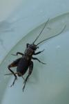 Nemobius sylvestris