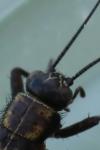 Nemobius sylvestris