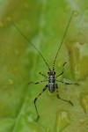 Phaneroptera