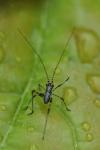 Phaneroptera