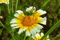 Tettigonia viridissima