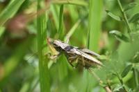 Tessellana tessellata