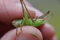 Platycleis albopunctata