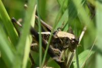 Tessellana tessellata