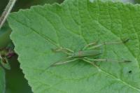 Ephippiger diurnus