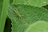 Ephippiger diurnus