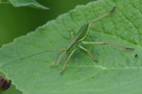 Ephippiger diurnus