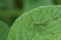 Ephippiger diurnus
