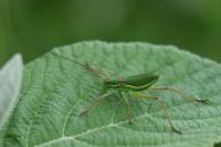 Ephippiger diurnus