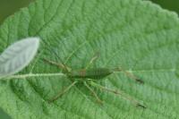 Ephippiger diurnus