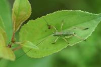 Ephippiger diurnus