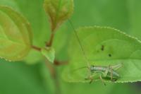 Ephippiger diurnus