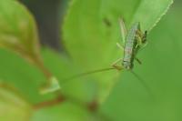 Ephippiger diurnus