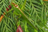 Tettigonia viridissima